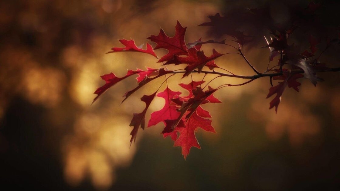 Autumn Breaks Ballykisteen