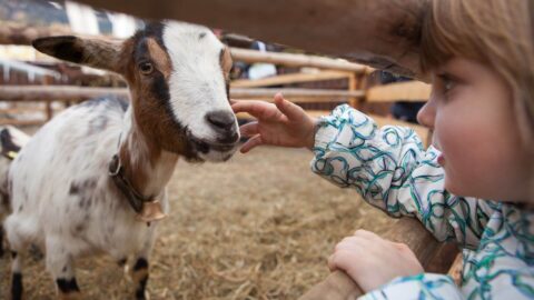 Marlhill Open Farm BallyK
