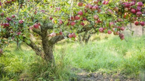 Apple tree in old apple orchard horizontal.