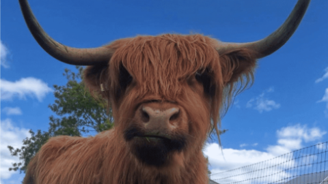 Kilmeedy social farm